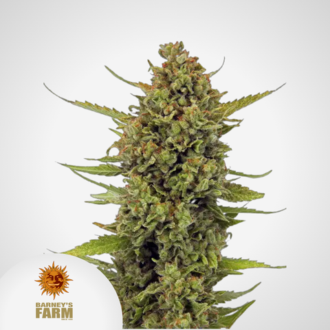 Barney's Farm | Acapulco Gold Feminisierte Samen