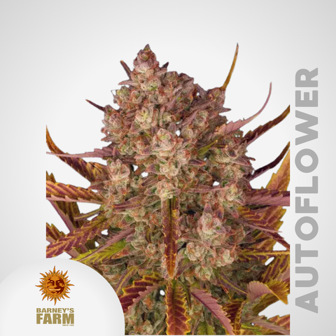 Barney's Farm | Dos Si Dos Autoflowering Samen