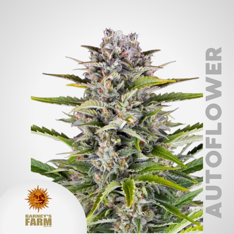 Barney's Farm | Gorilla Zkittlez Autoflowering Samen