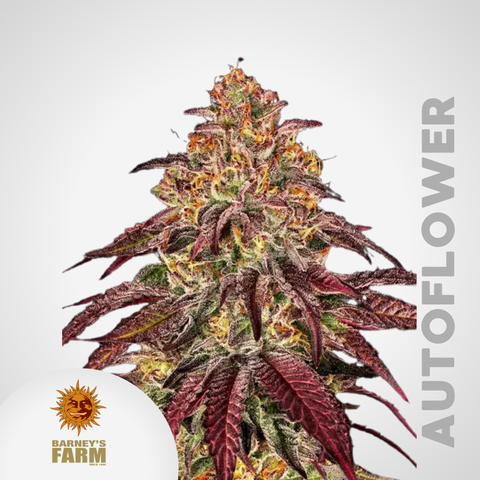 Barney's Farm | Mimosa x Orange Punch Autoflowering Samen