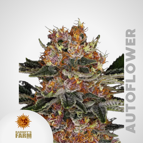 Barney's Farm | Purple Punch Autoflowering Samen