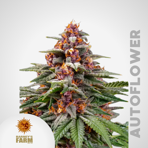 Barney's Farm | Runtz Autoflowering Samen