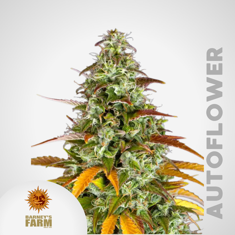 Barney's Farm | Watermelon Zkittlez Autoflowering Samen