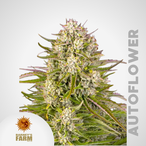 Barney's Farm | Wedding Cake Autoflowering Samen