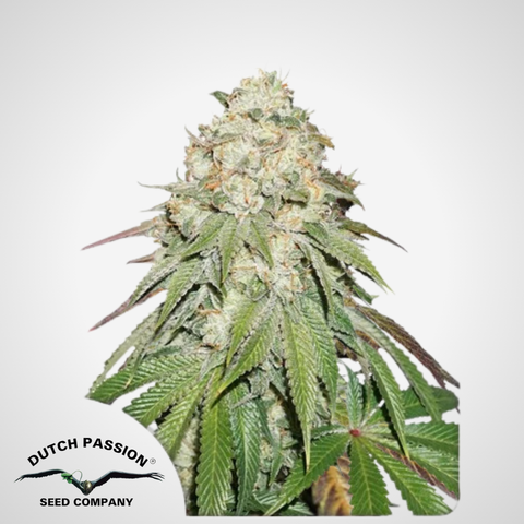 Dutch Passion | Feminisierte Banana Blaze® Samen