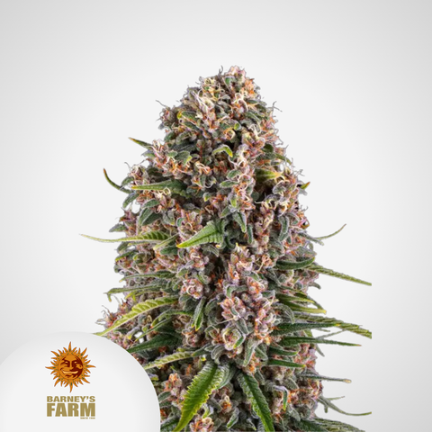 Barney's Farm | Blue Cheese Feminisierte Samen