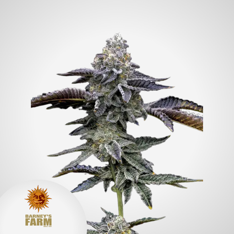 Barney's Farm | Blue Dream Feminisierte Samen