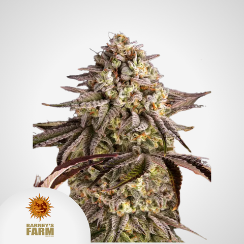 Barney's Farm | Blue Sunset Sherbert Feminisierte Samen