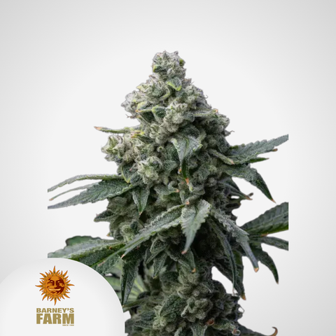 Barney's Farm | Bruce Banner Feminisierte Samen