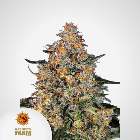 Barney's Farm | Bubba Kush Feminisierte Samen