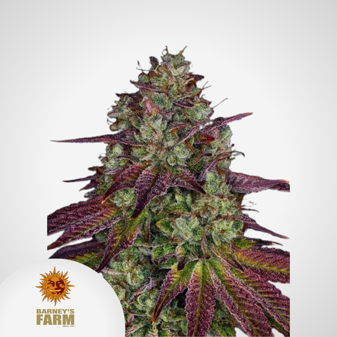 Barney's Farm | Mimosa EVO Feminisierte Samen