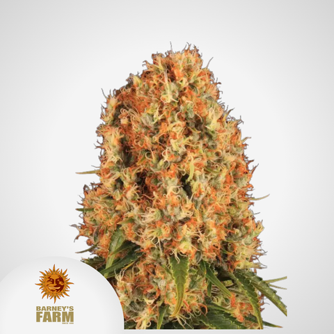 Barney's Farm | Orange Sherbert Feminisierte Samen