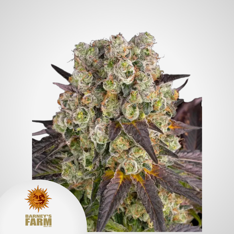 Barney's Farm | Purple Punch x Lemon Drizzle Feminisierte Samen