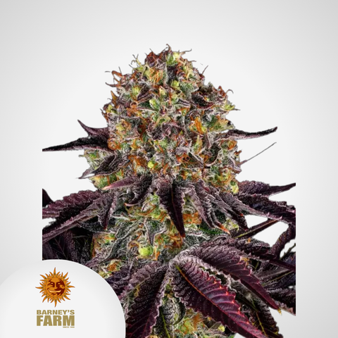 Barney's Farm | Runtz x Layer Cake Feminisierte Samen