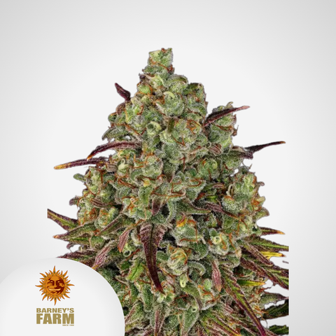 Barney's Farm | Tangerine Dream Feminisierte Samen