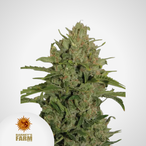 Barney's Farm | Triple Cheese Feminisierte Samen