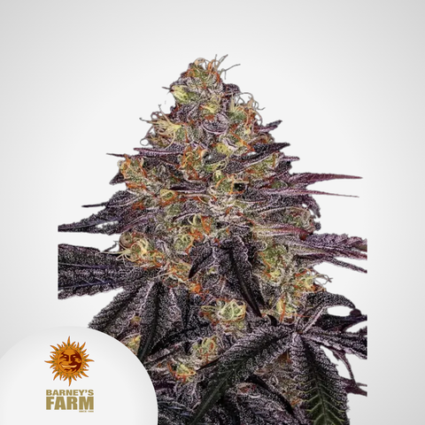 Barney's Farm | Watermelon Zkittlez Feminisierte Samen