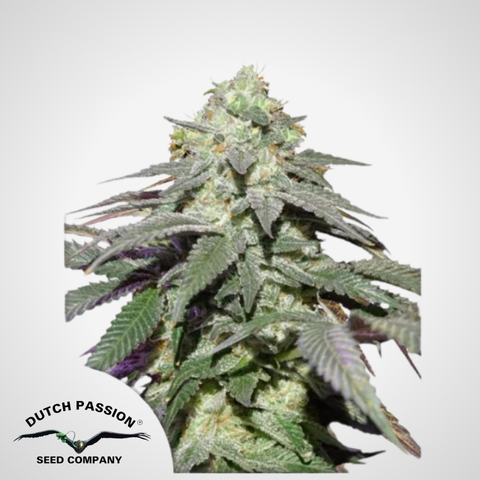 Dutch Passion | Autoflowering Skywalker Haze® Samen