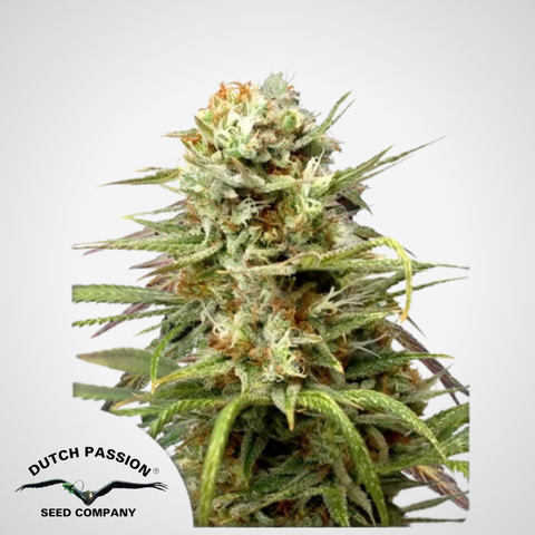 Dutch Passion | Autoflowering White Widow® Samen