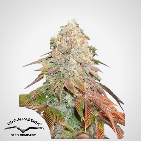 Dutch Passion | Autoflowering Banana Blaze® Samen