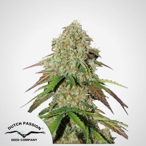 Dutch Passion | Autoflowering Brooklyn Sunrise® Samen