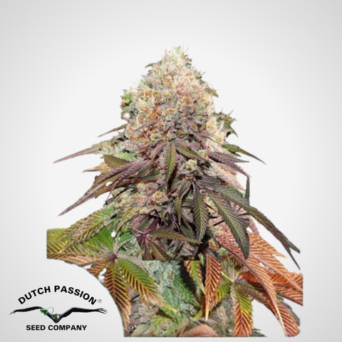 Dutch Passion | Autoflowering Candy Bubatz XL Samen