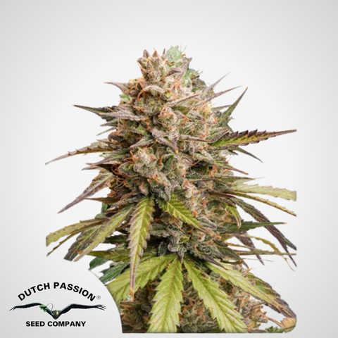 Dutch Passion | Autoflowering Melonade Runtz Samen