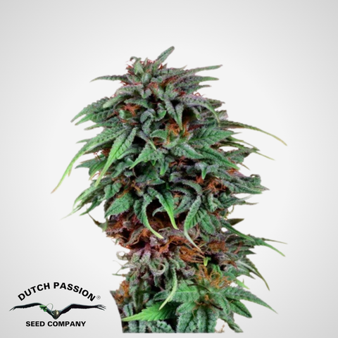 Dutch Passion | Feminisierte Durban Poison Samen